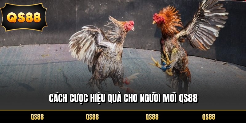 Cách cược hiệu quả cho người mới QS88