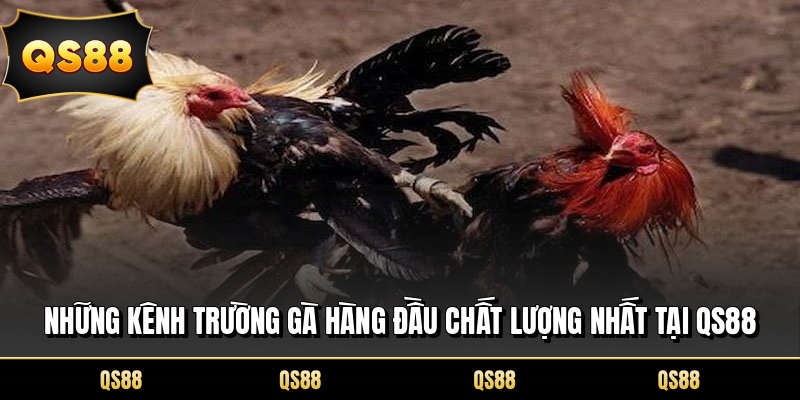 Những kênh trường gà hàng đầu chất lượng nhất tại QS88